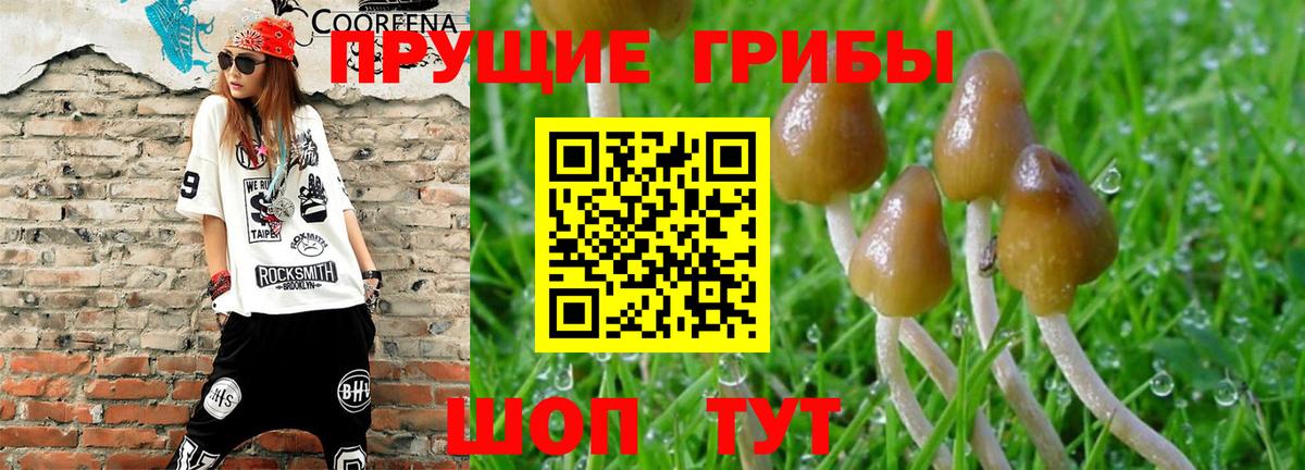 Псилоцибиновые грибы прущие грибы Тара
